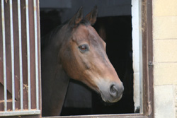 Bombie - rear window
