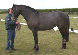 greygelding