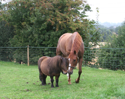 Horse and pony grazing together