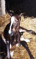 NEWBORN FOAL