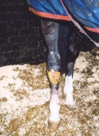 Before daily dressing