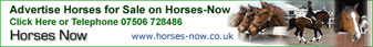 horsesnowbanner