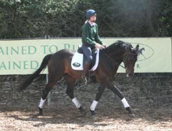 Hero Worship - Medium Trot